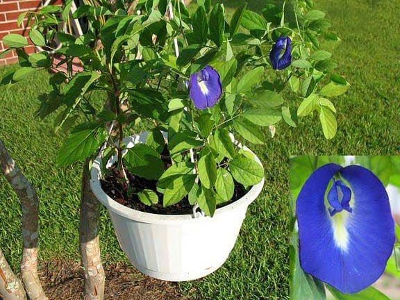 Клитория тройчатая Clitoria Ternatea Blue Sails