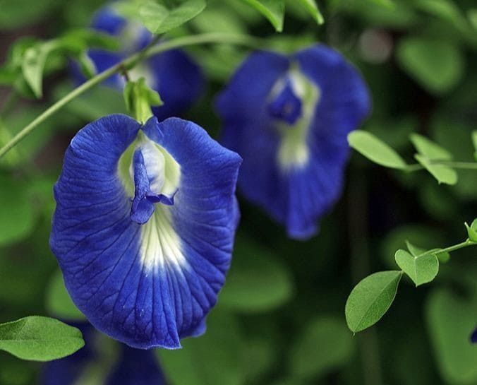 Семена Клитория Тройчатая 5 шт. Мотыльковый горошек (Clitoria ternatea)