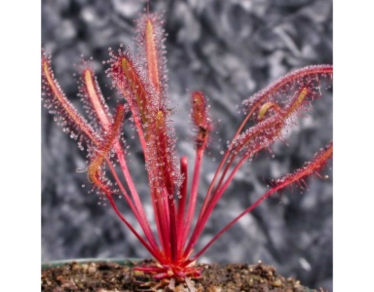 Купить росянка капская красная drosera capensis red - цена 190 руб. -  Доставка по Казани